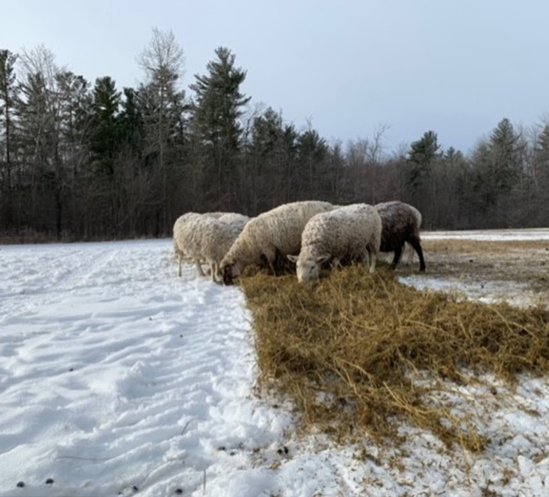 grazing