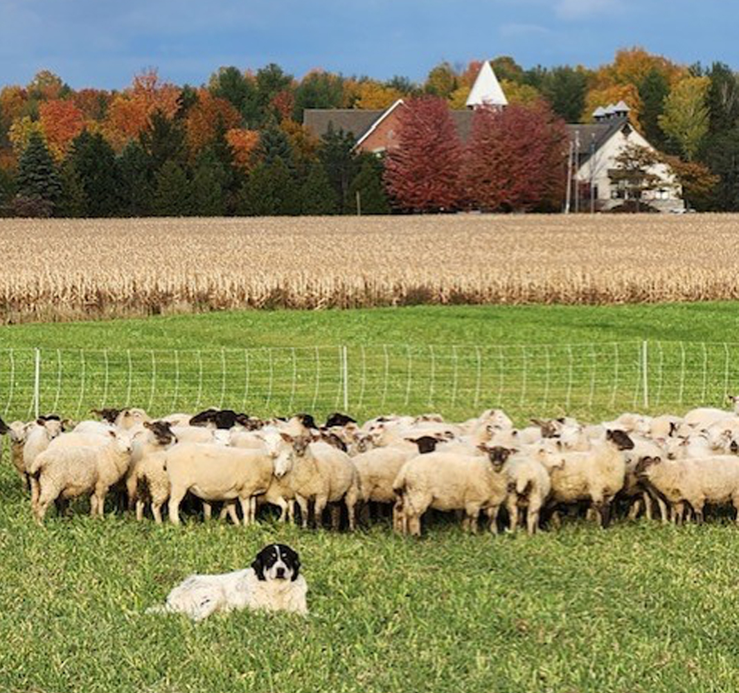 Grazing