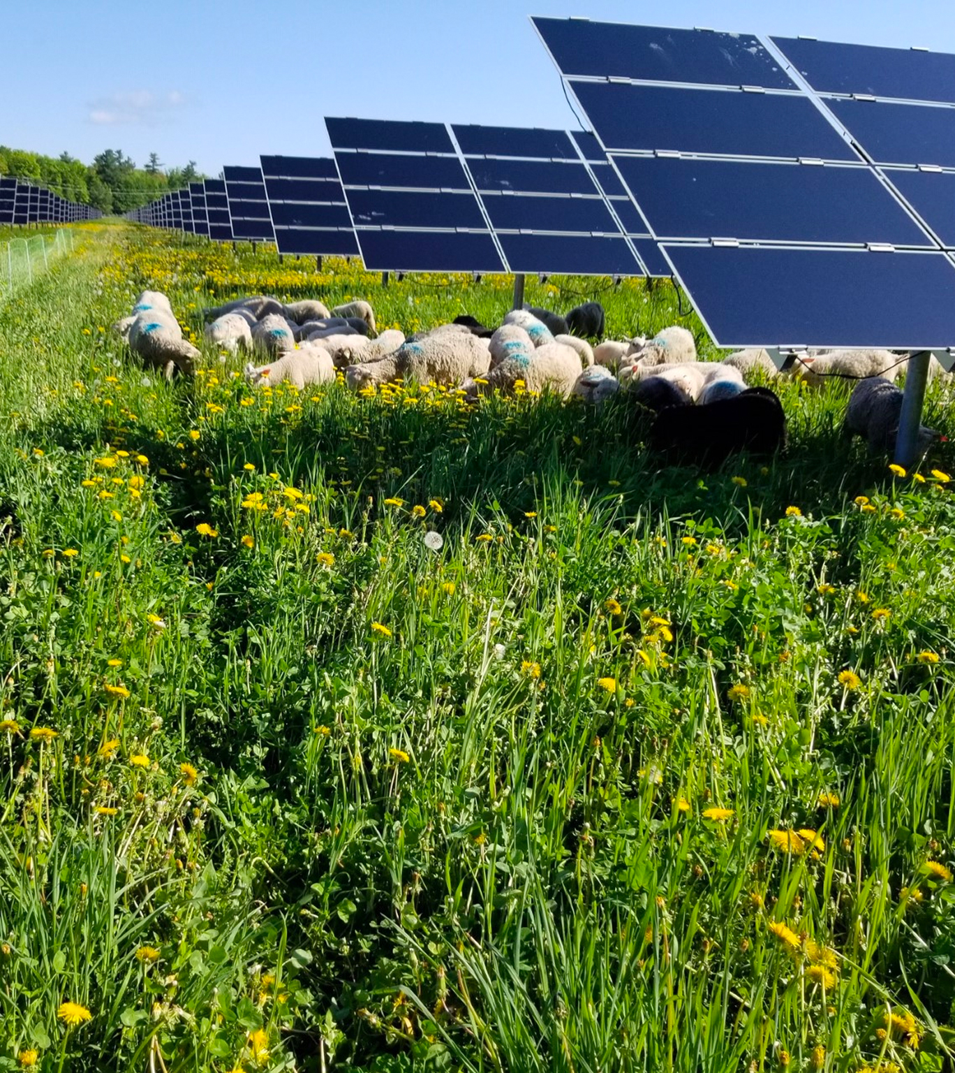 Grazing